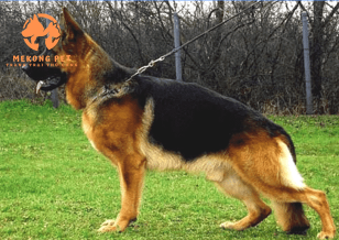 Bán Chó Becgie Đức Chất Lượng Tại Hà Nội - Đặt Ngay!